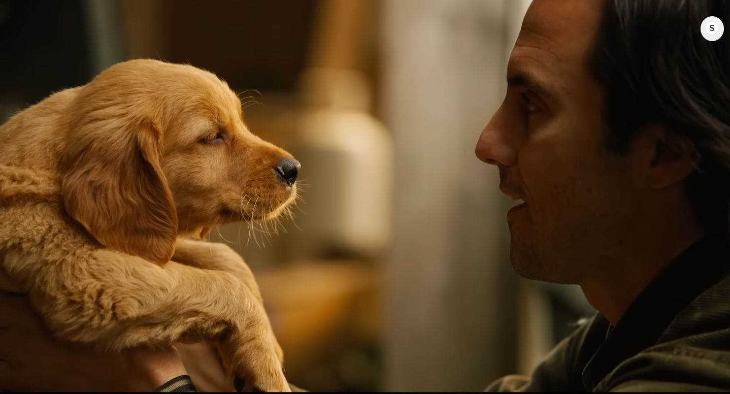 Top 10 Ultimate List of Must-Watch Dog Movies.