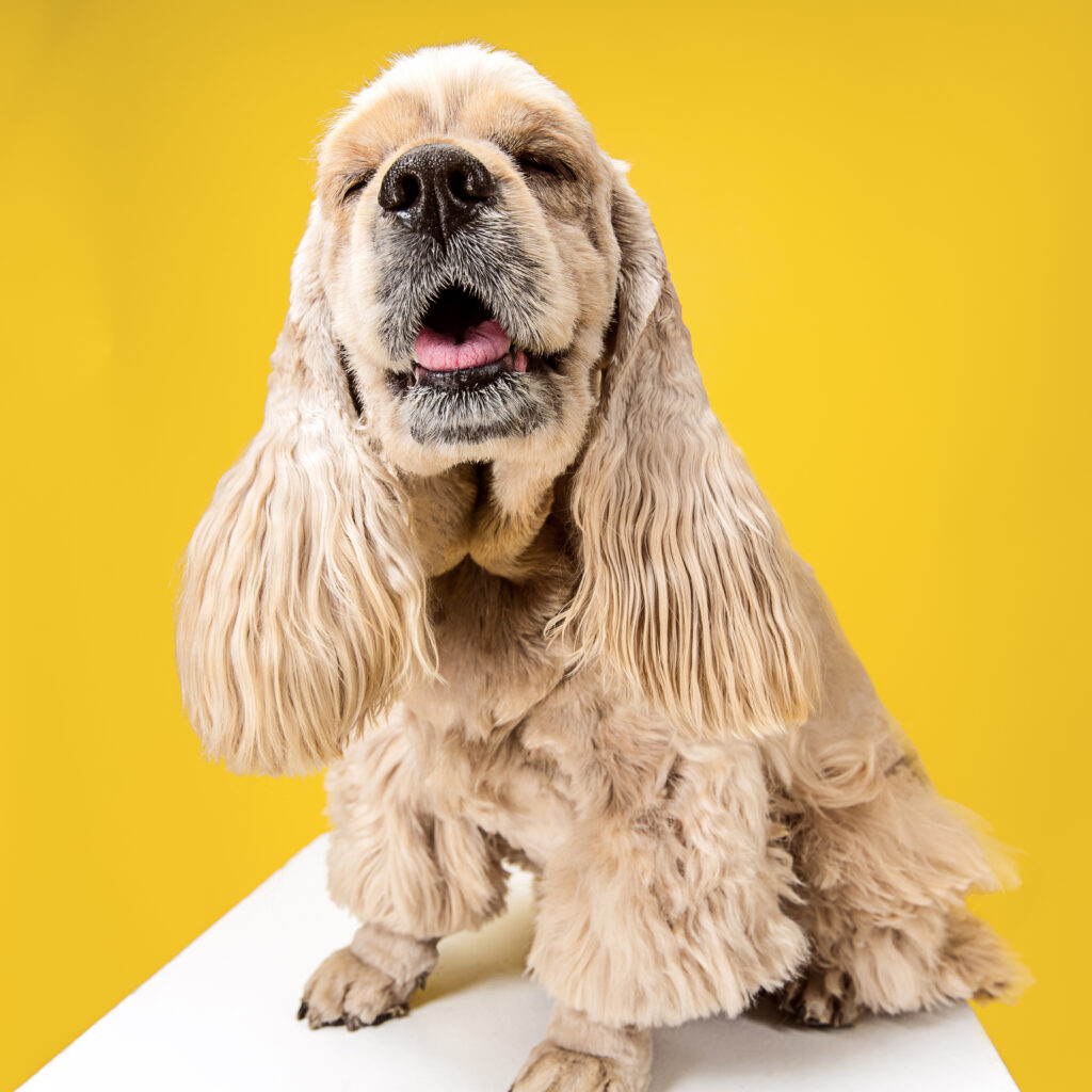 american spaniel puppy posing