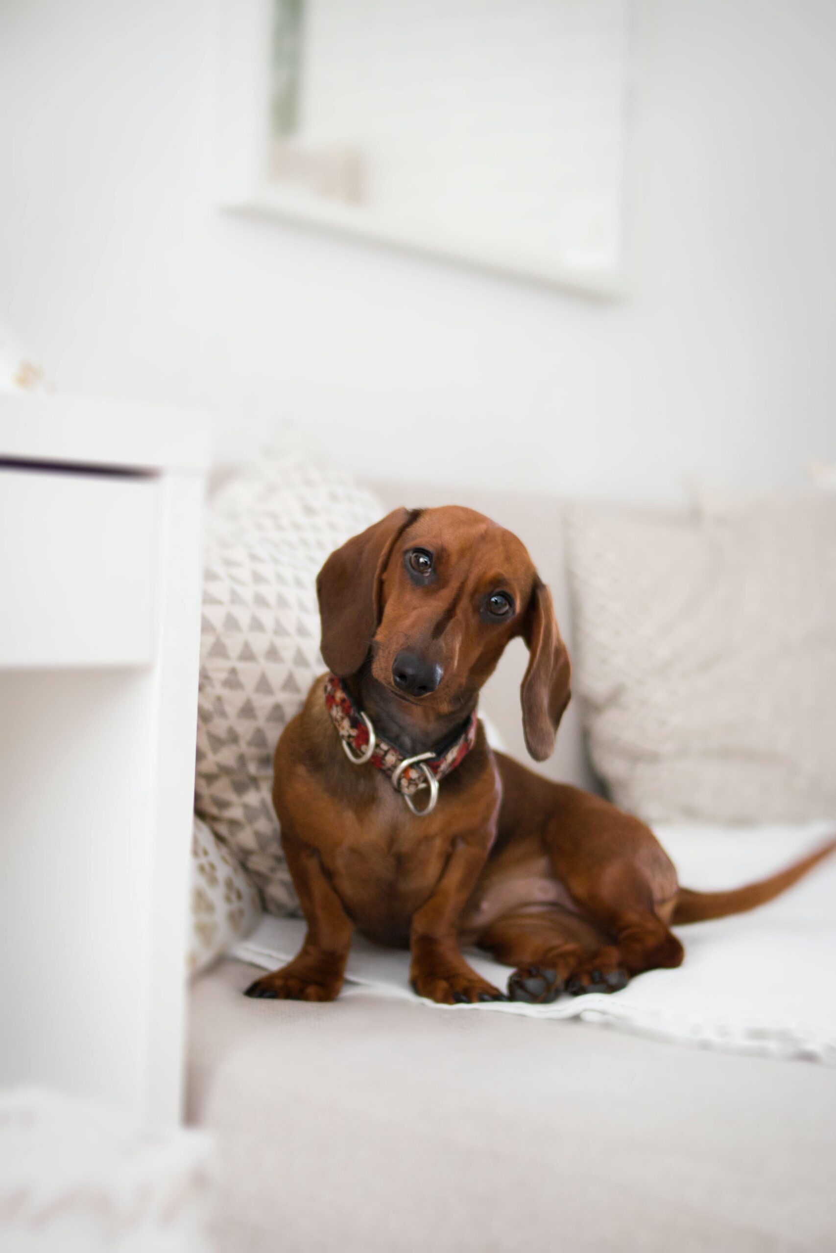 closeup vertical shot long eared dachshund isolated white sofa scaled