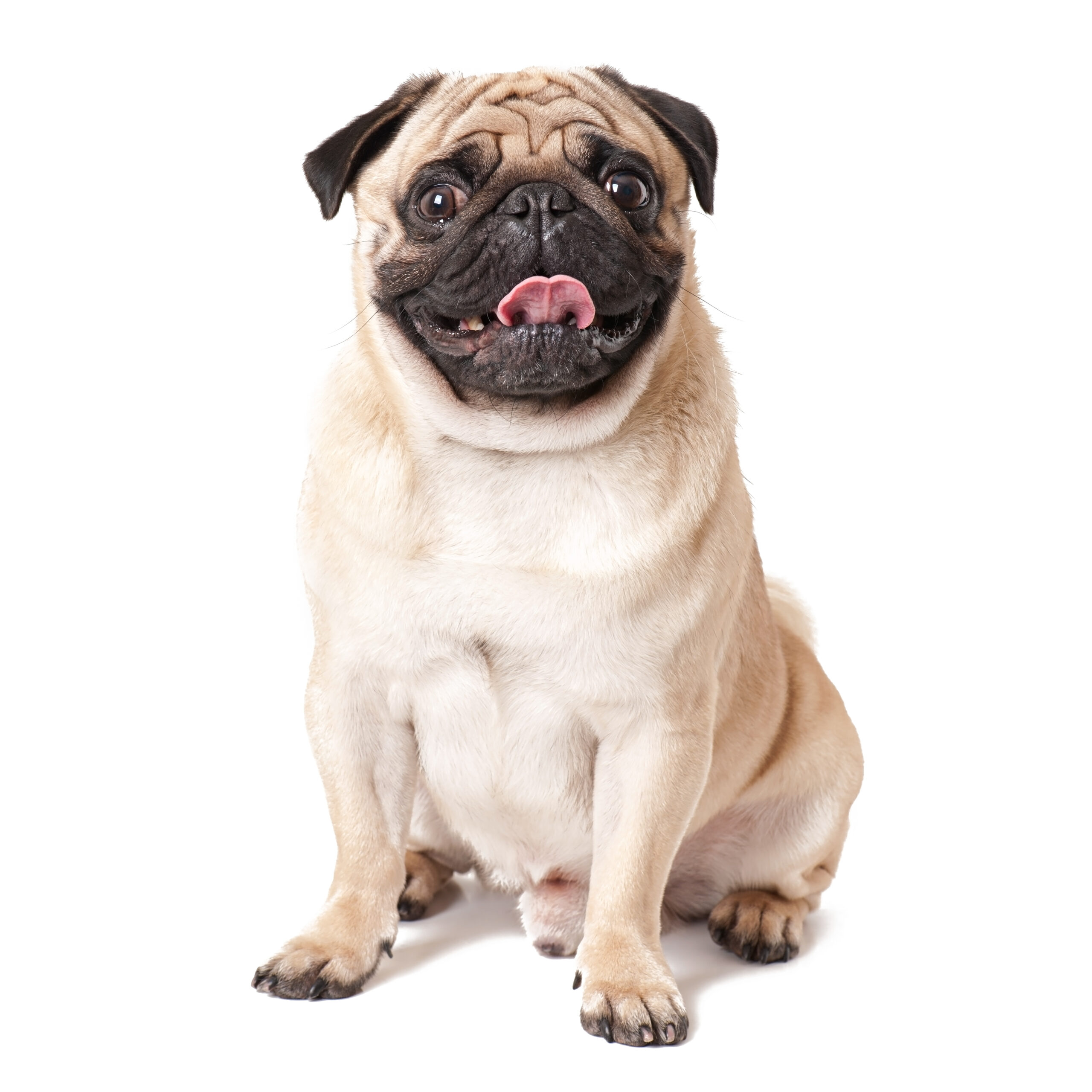 pug dog isolated white background scaled