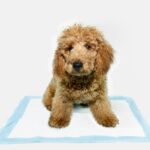 5 Easy Steps on How to Train Your Puppy to Use a Puppy Pad