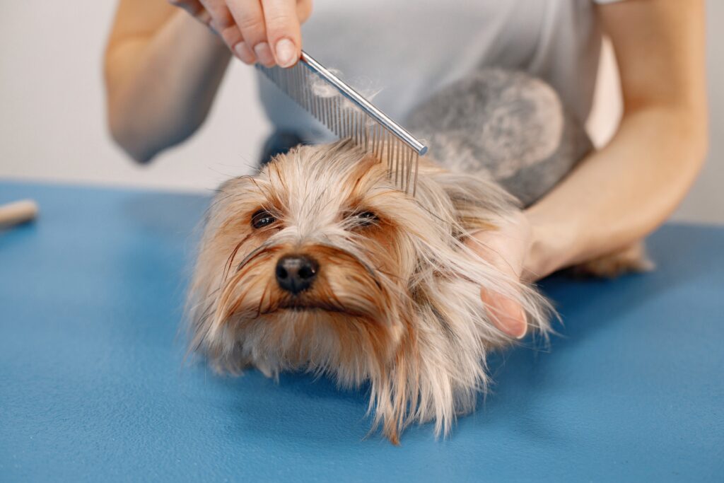 yorkshire terrier getting procedure groomer salon young woman white tshirt combing little dog yorkshire terrier puppy blue table